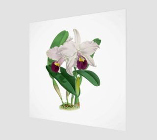 FF - Vintage Flower-Orchid-2 preview