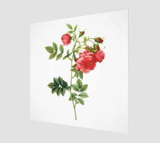 FF - Vintage Flower - Roses by Redoute preview