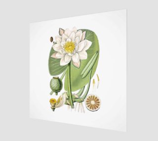 FF - Vintage Flower - Water Lily preview