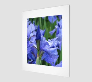 Aperçu de Blue Iris