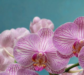 Purple Orchid Fabric aperçu