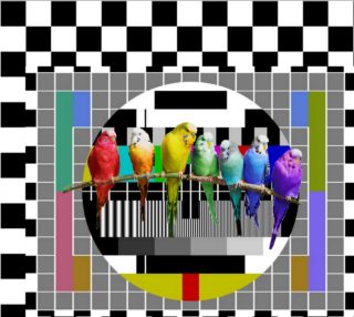 Test Card Budgies aperçu
