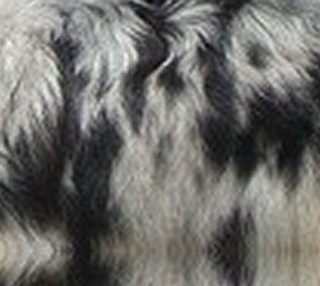 Aperçu de blue merle fur