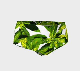 Basil leaves preview