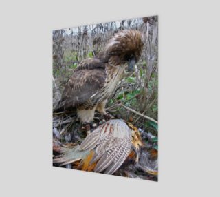 Aperçu de Red Tail Hawk 1