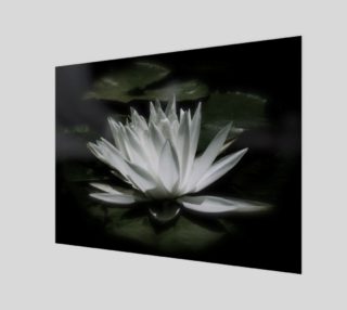 Water Lily By Moonlight preview