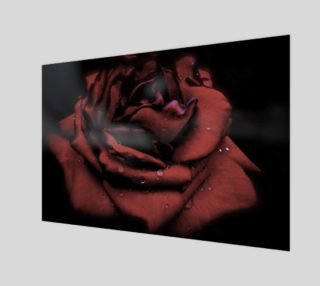 Chiaroscuro Rose in Rain preview