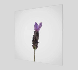 Lavender #1 preview