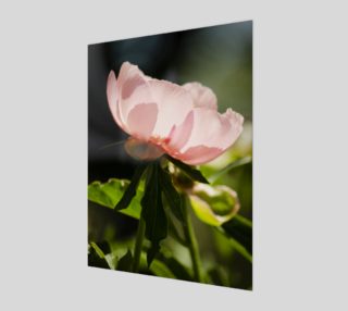 Peony Poster  preview