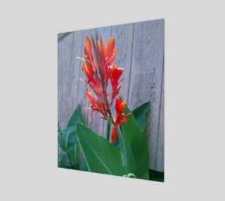 Canna Lily Photographic print by Tabz Jones preview