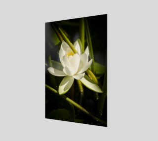 White Water Lily Art Print preview