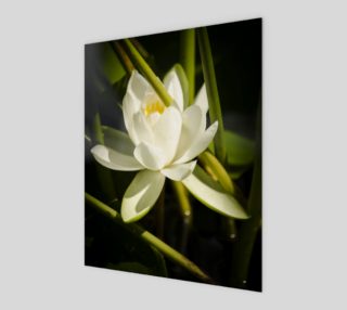 White Water Lily Art Print  preview