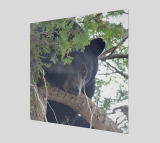 Bear Natural  preview