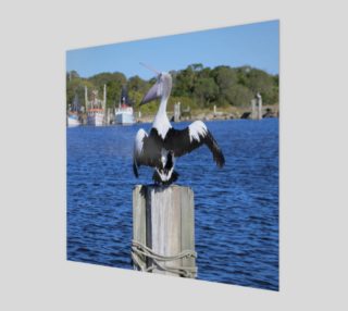Iluka Harbour Pelican preview