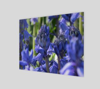 Bluebells preview