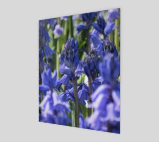 Bluebells preview