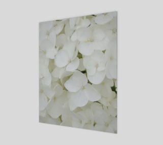 Hydrangea Flowers White Blossom Floral Photography preview