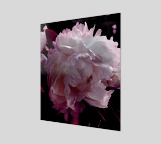 Peony pinks preview