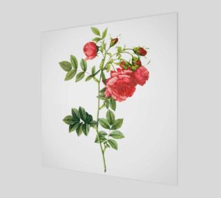 FF - Vintage Flower - Roses by Redoute preview