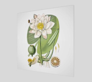 FF - Vintage Flower - Water Lily preview