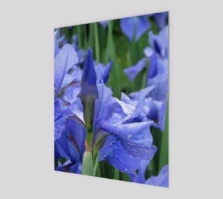 Aperçu de Blue Iris