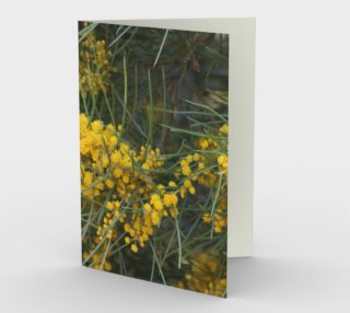 Golden Wattle 2 preview