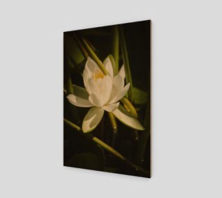 White Water Lily Art Print preview