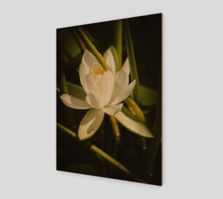 White Water Lily Art Print  preview