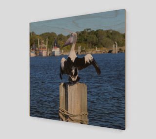 Iluka Harbour Pelican preview