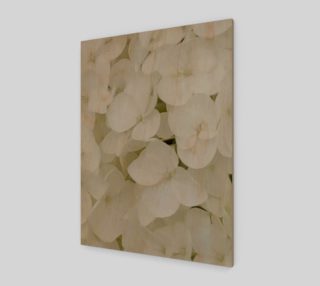 Hydrangea Flowers White Blossom Floral Photography preview
