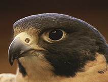 Falcon picture