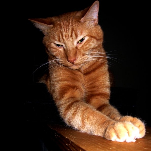 Frankie Cat profile picture