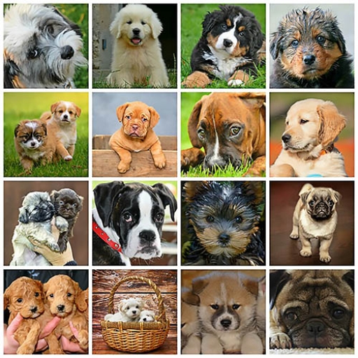 DogDaze Designs profile picture