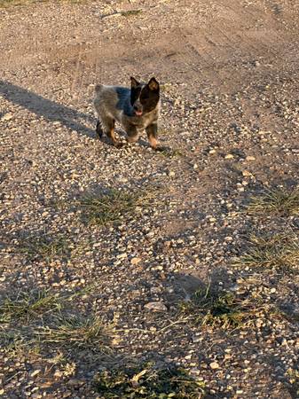 Blue Heeler Puppies $200 | Garden Items For Sale | Amarillo, TX | Shoppok