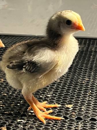 Indio Gigante Baby Chicks $10 | Garden Items For Sale | Atlanta, GA
