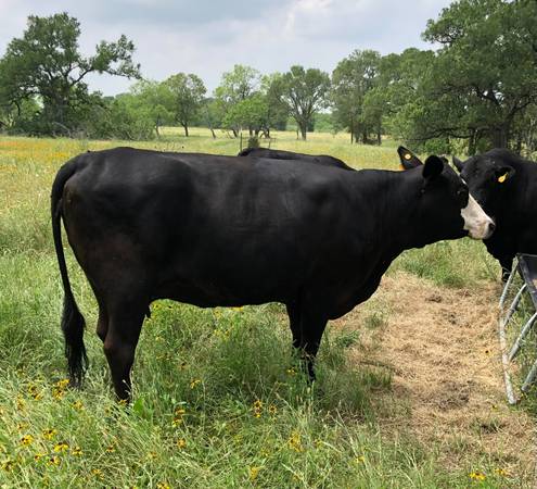 Bred Cow $1,650 | Garden Items For Sale | Austin, TX | Shoppok