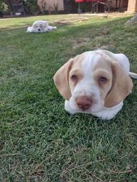 Cocker Spaniel Mix - Classifieds - Shoppok