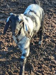 Boar dapple nanny goat  400