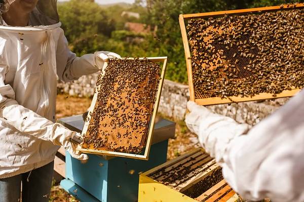 Honey Bee Nucs - Italian/Carni - $185 VALPARAISO - $185 (VALPARAISO ...