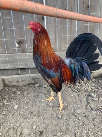 Gamefowl Rooster Gallos 85 Garden Items For Sale Chico Ca Shoppok