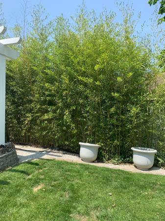 Photo 6 to 9 ft tall Bamboo Plants For Sale $35
