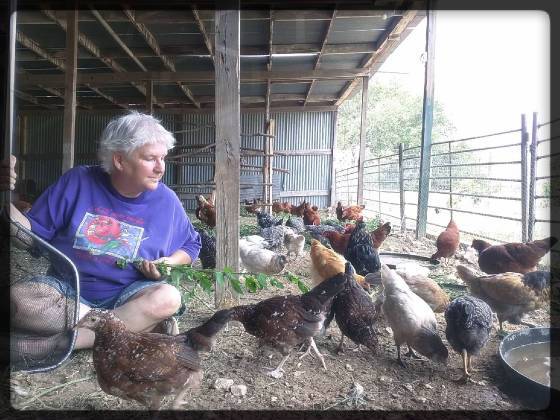 Photo Chickens For Sale Near Me - Hens, Pullets COOPS