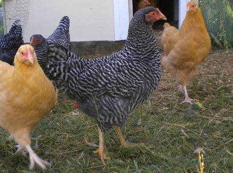 Photo Chickens For Sale Near Me - Hens, Pullets COOPS