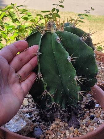 Photo Many rare types of cactussucculents $30