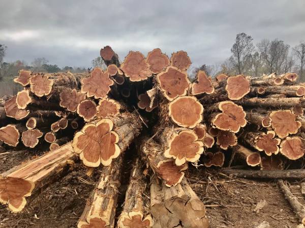 Photo Buying Cedar Logs. You haul or we haul  $100