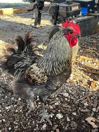 Photo Beautiful Game Fowl Rooster $25