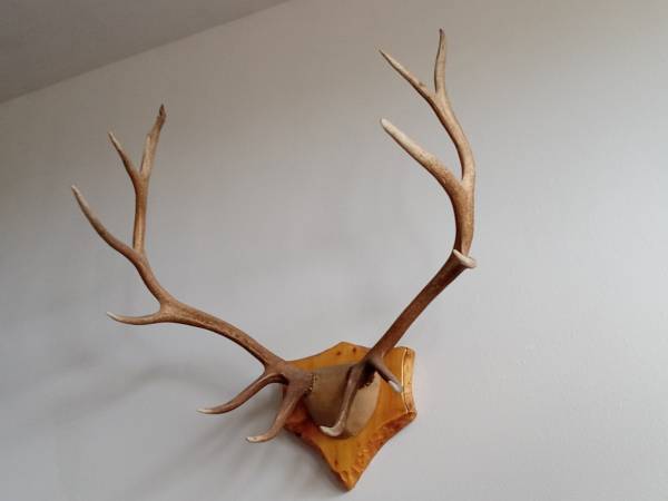 Photo Real elk antler mount. $900