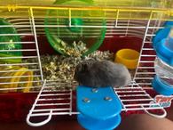 Hamsters for Sale: Dwarf Djungarian Hamsters for Sale