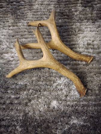 Photo Set of whitetail deer antlers $25