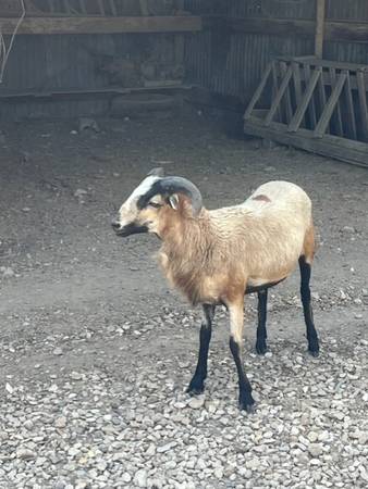 Photo BARBADO RAM $150